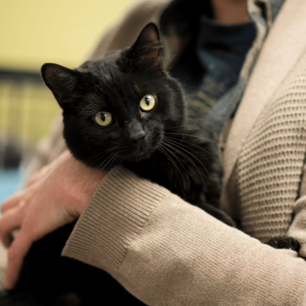 Commercial washer and dryer for pet grooming in Chattanooga