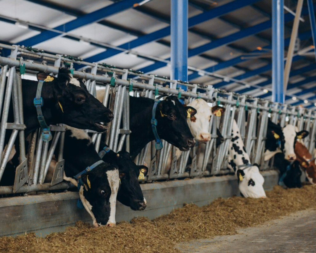 Commercial Washer for dairy farms in metro areas of Carolina Beach