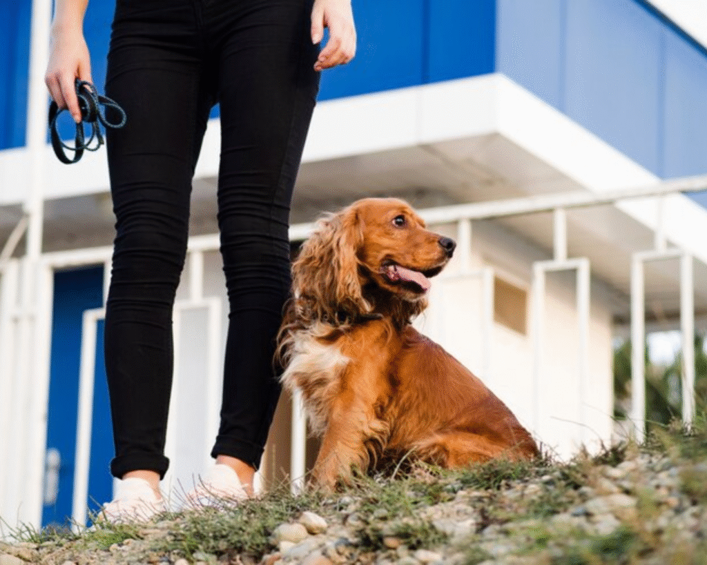 Commercial Washer for pet boarding in metro areas of Farragut