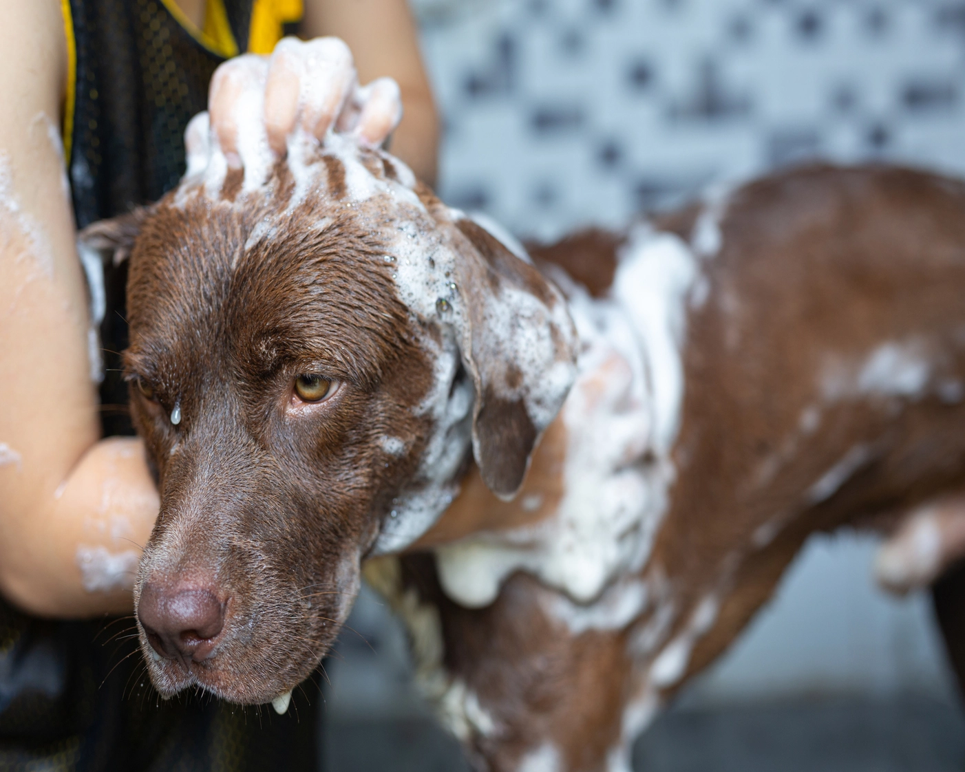 industrial laundry solutions for vet and animal facilities